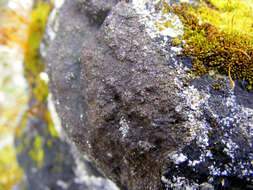 Image of wart lichen