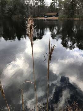 Image of bushy bluestem