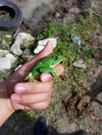 Image of Mexican leaf frog