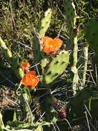 Opuntia rioplatense的圖片