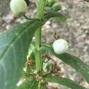 Leucocarpus perfoliatus (Kunth) Benth. resmi