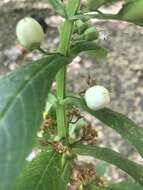 Слика од Leucocarpus perfoliatus (Kunth) Benth.