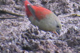 Image of Abyssinian Crimson-wing