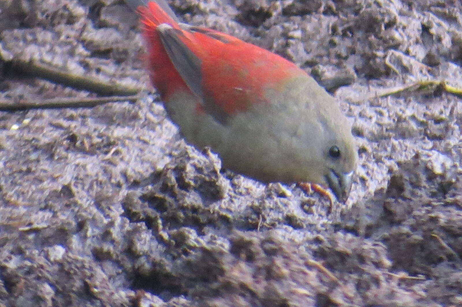 Image of Abyssinian Crimson-wing