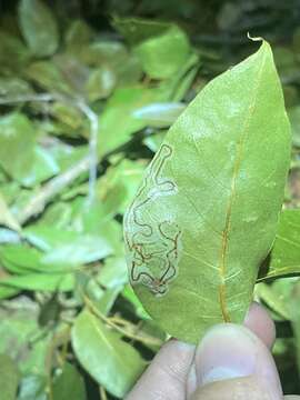 Image of Phyllocnistis meliacella Becker 1974