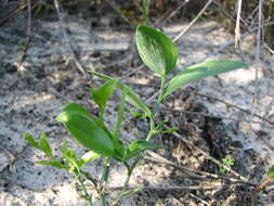 Image de Asparagus ovatus T. M. Salter