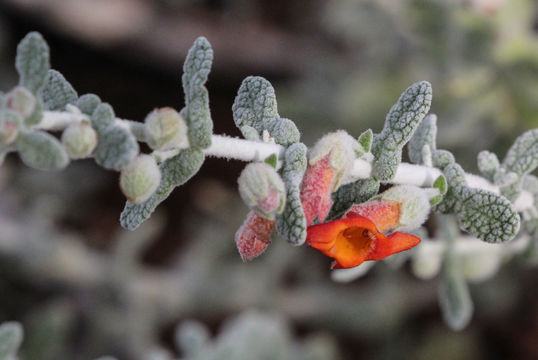 Image of <i>Pityrodia dilatata</i> (F. Muell.) Benth.
