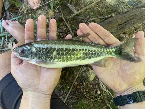 Image of Silversides