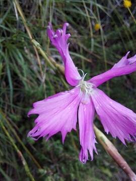 Image of Dianthus basuticus Burtt Davy