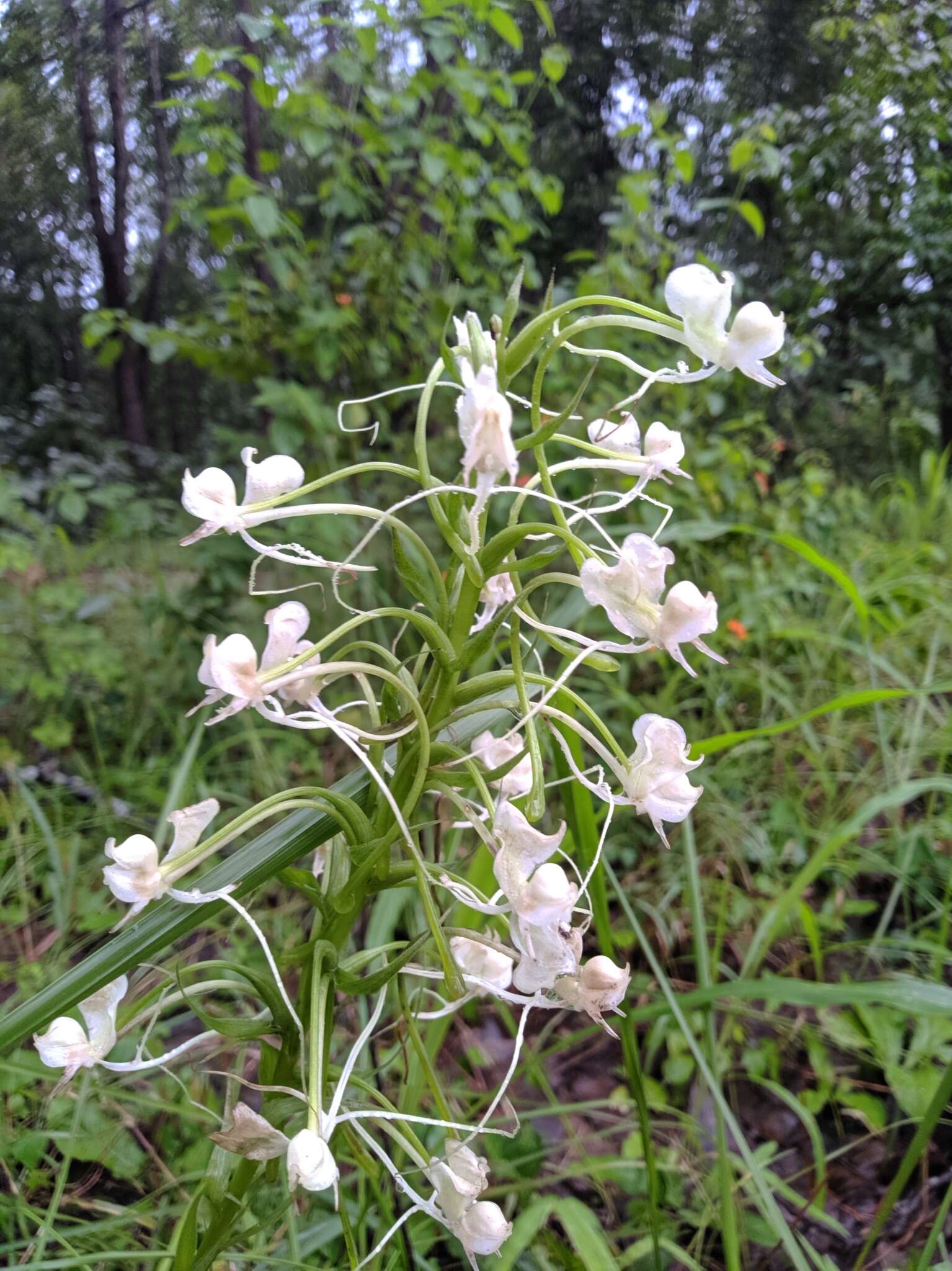 Image de Habenaria commelinifolia (Roxb.) Wall. ex Lindl.