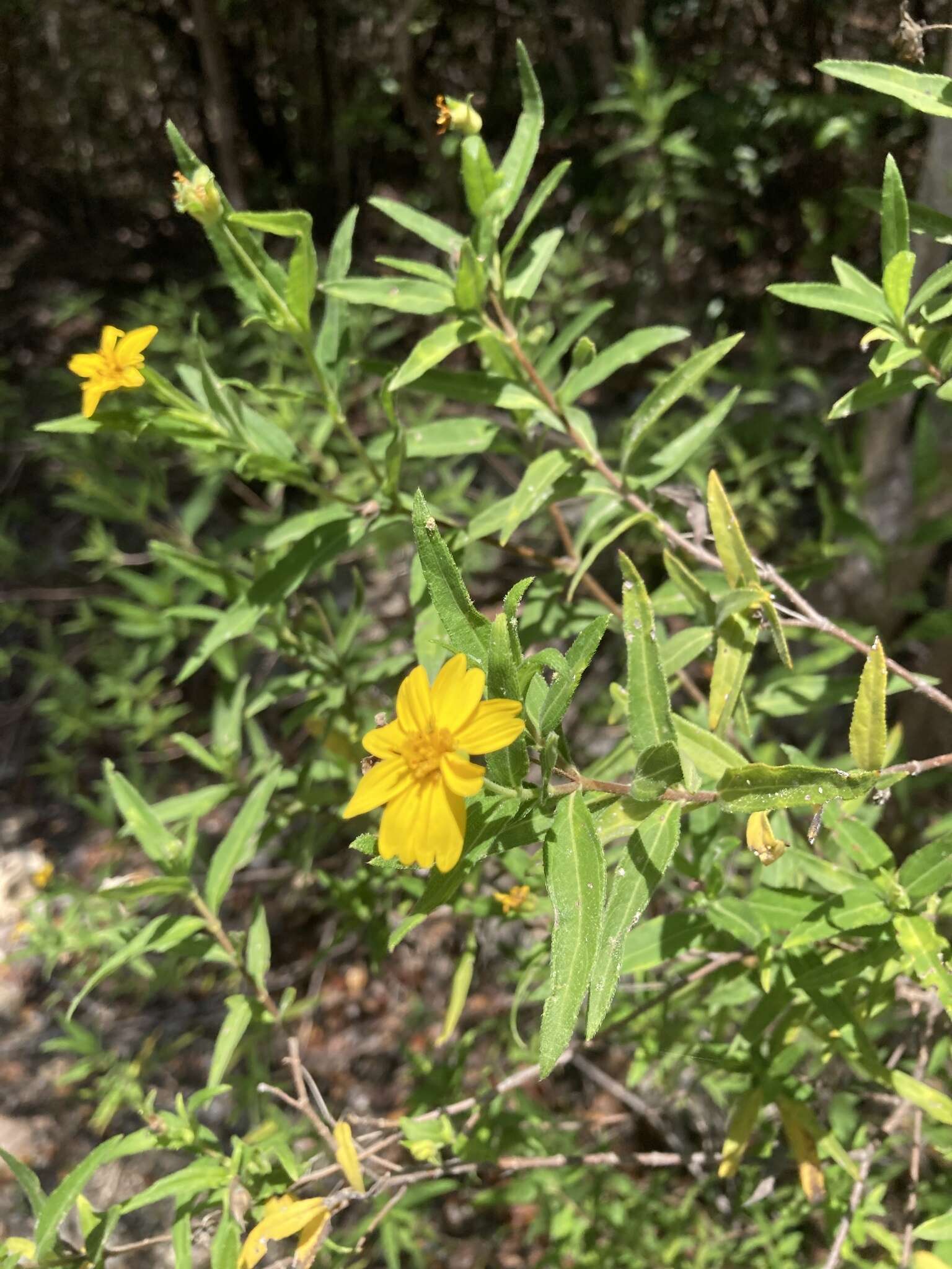 Image de Wedelia lanceolata DC.