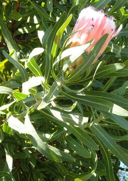 Image de Protea neriifolia R. Br.