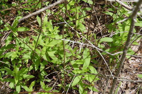 Image of Solidago altissima subsp. altissima