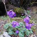 Primula rotundifolia Wall. resmi