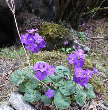 Primula rotundifolia Wall. resmi