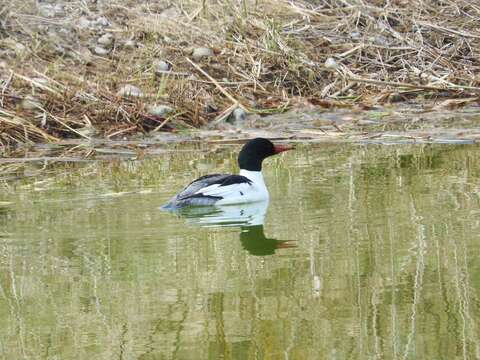 Image of Common Merganser