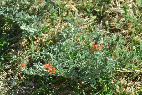 Image of Sphaeralcea coccinea var. coccinea