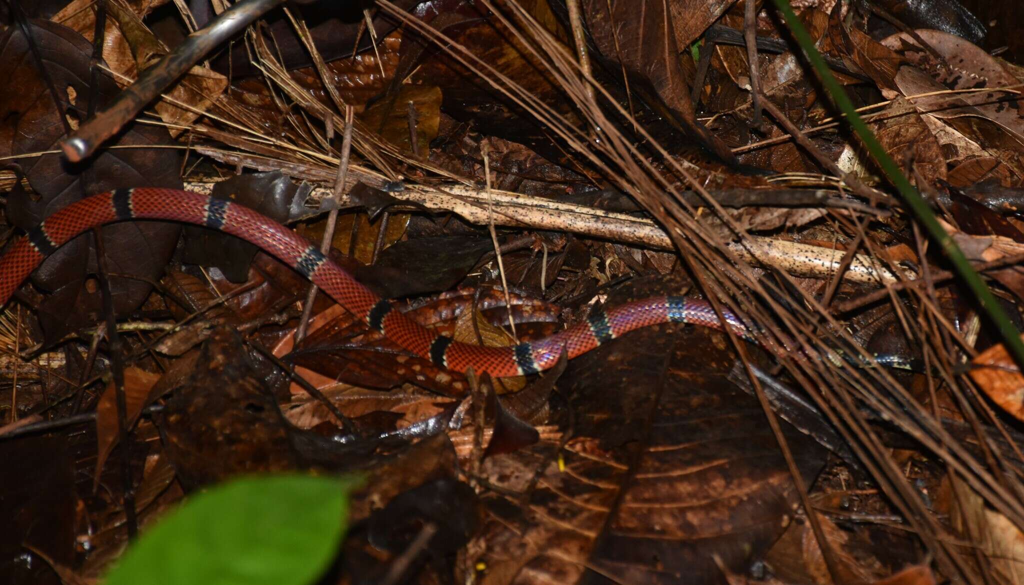 Image of Micrurus dumerilii transandinus K. P. Schmidt 1936