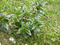 Image of Gentiana cruciata subsp. cruciata