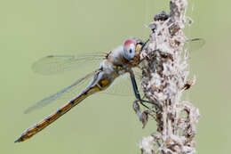 Image of Florida Baskettail