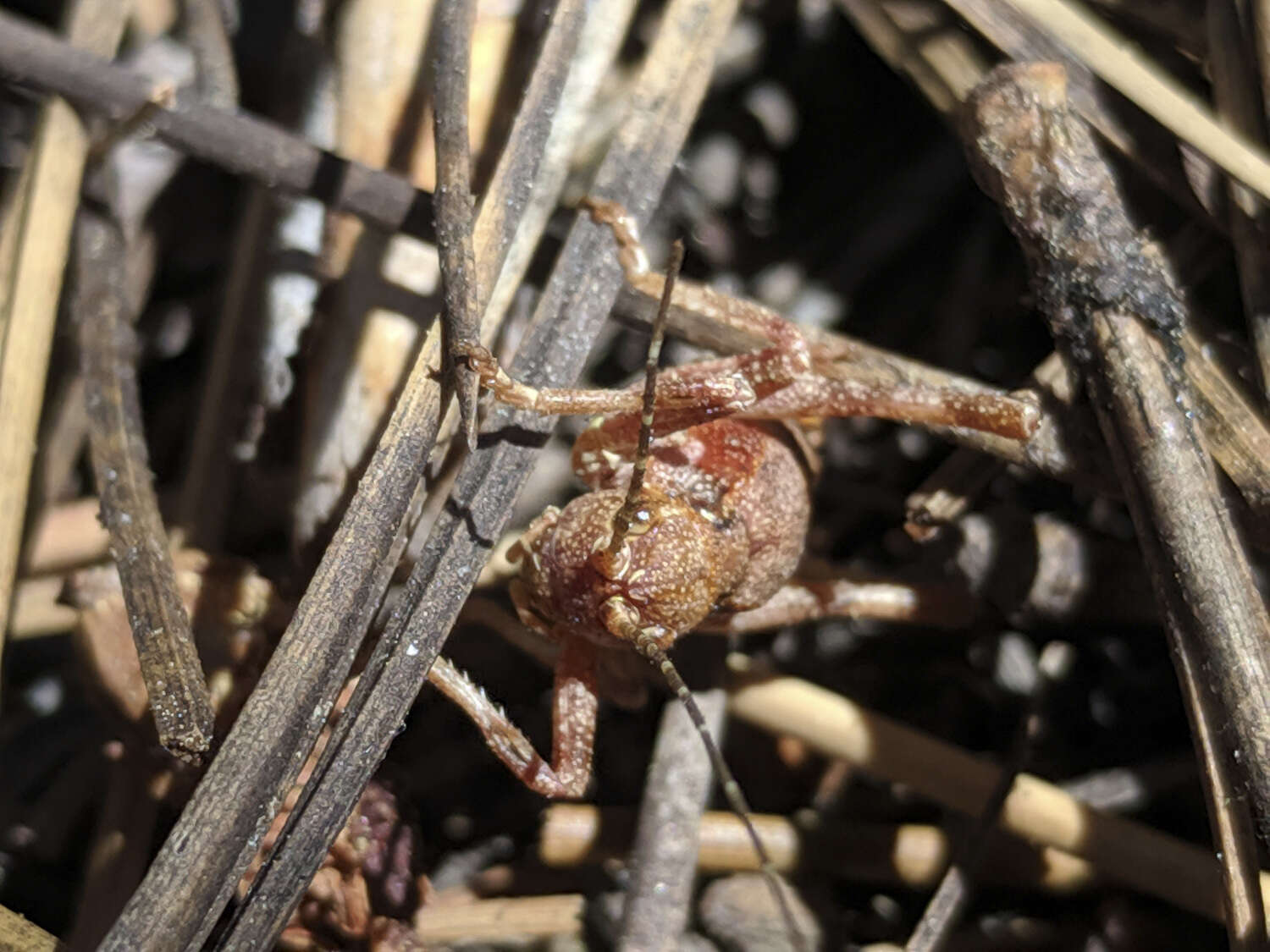 Imagem de Phymonotus jacintotopos Lightfoot, Weissman & Ueshima 2011