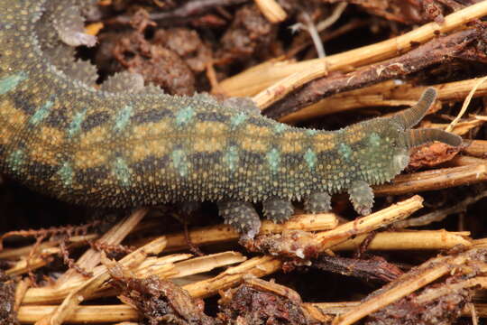 Image of Ooperipatellus viridimaculatus (Dendy 1900)