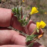 Image of Santa Cruz Island suncup