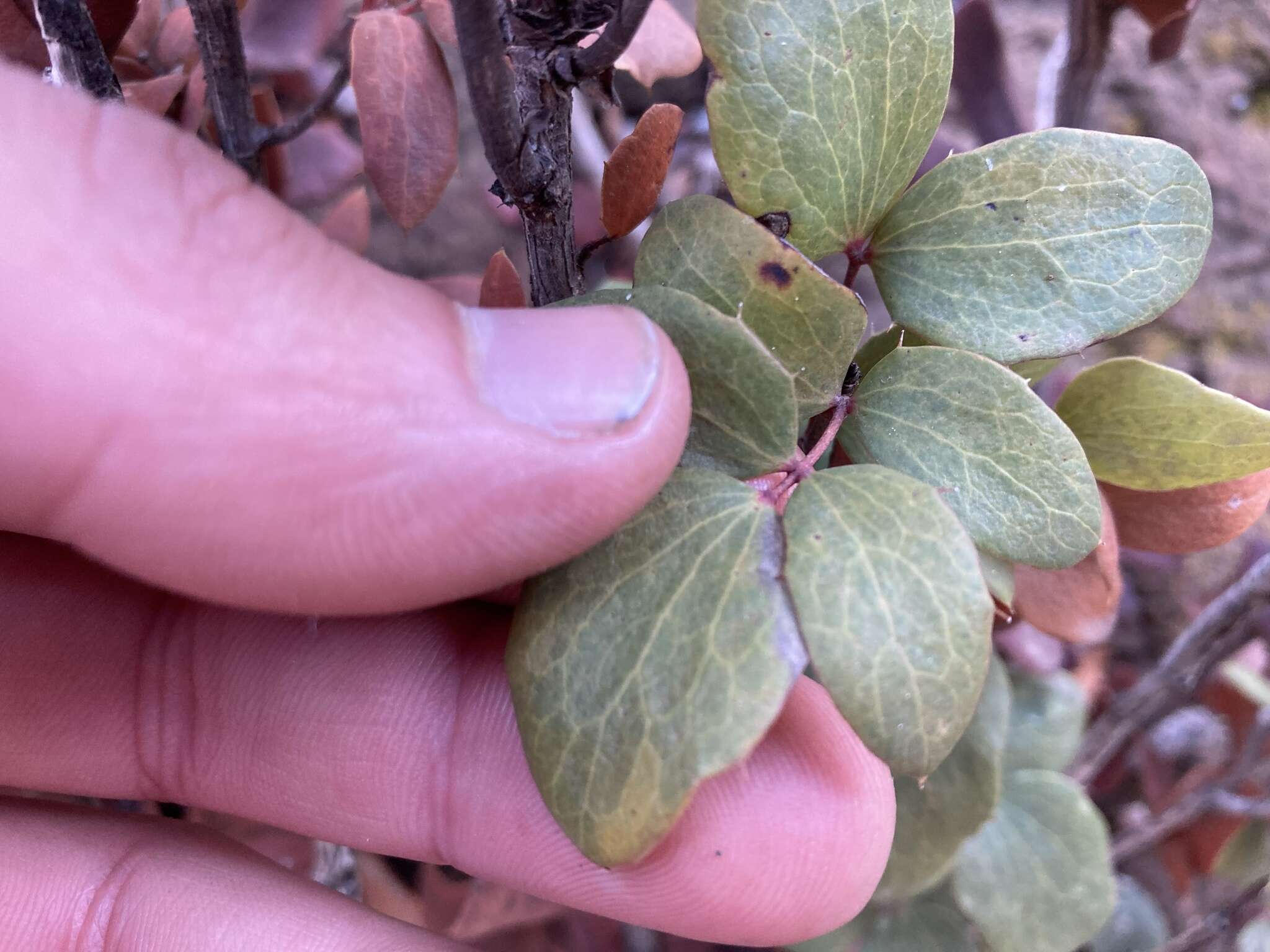 Berberis claireae R. Moran的圖片