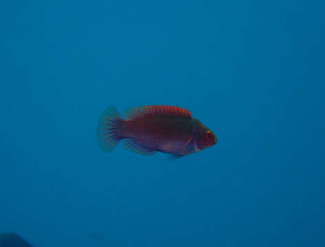 Image of Red-eye wrasse