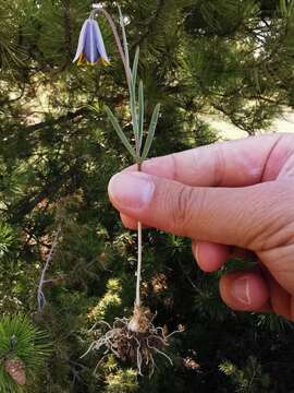 Image of Fritillaria fleischeriana Steud. & Hochst. ex Schult. & Schult. fil.