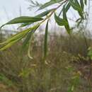 Image of Salix elbursensis Boiss.