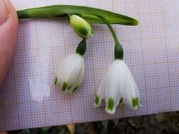 Image of Leucojum aestivum subsp. pulchellum (Salisb.) Malag. 1973