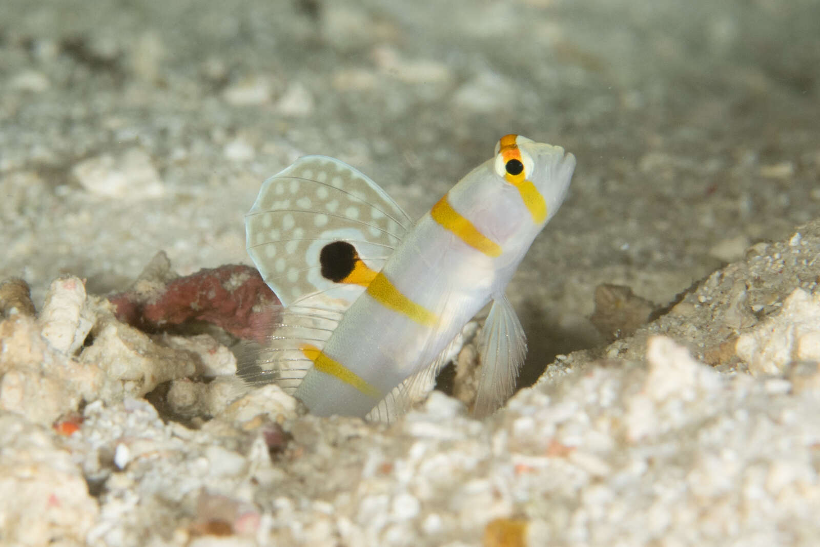 Image of Randall's prawn goby