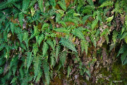 Image of Blechnum laevigatum Cav.