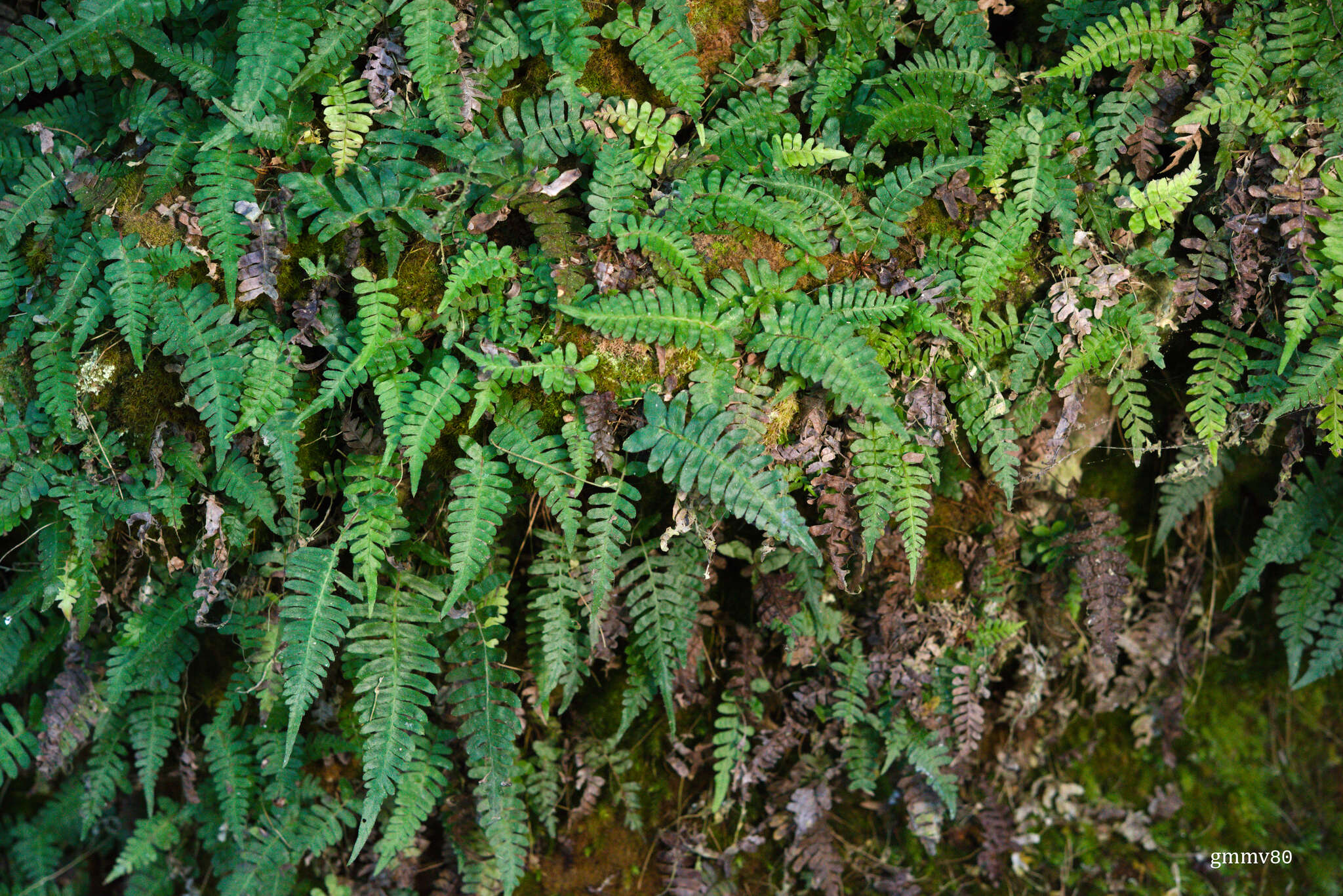 Image of Blechnum laevigatum Cav.