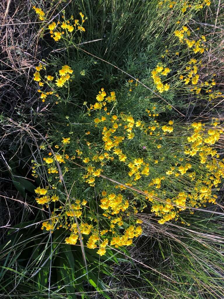 Plancia ëd Senecio brigalowensis I. Thomps.