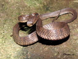 Image of Keeled Slug-eating Snake
