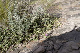 Image of Ruschia putterillii (L. Bol.) L. Bol.