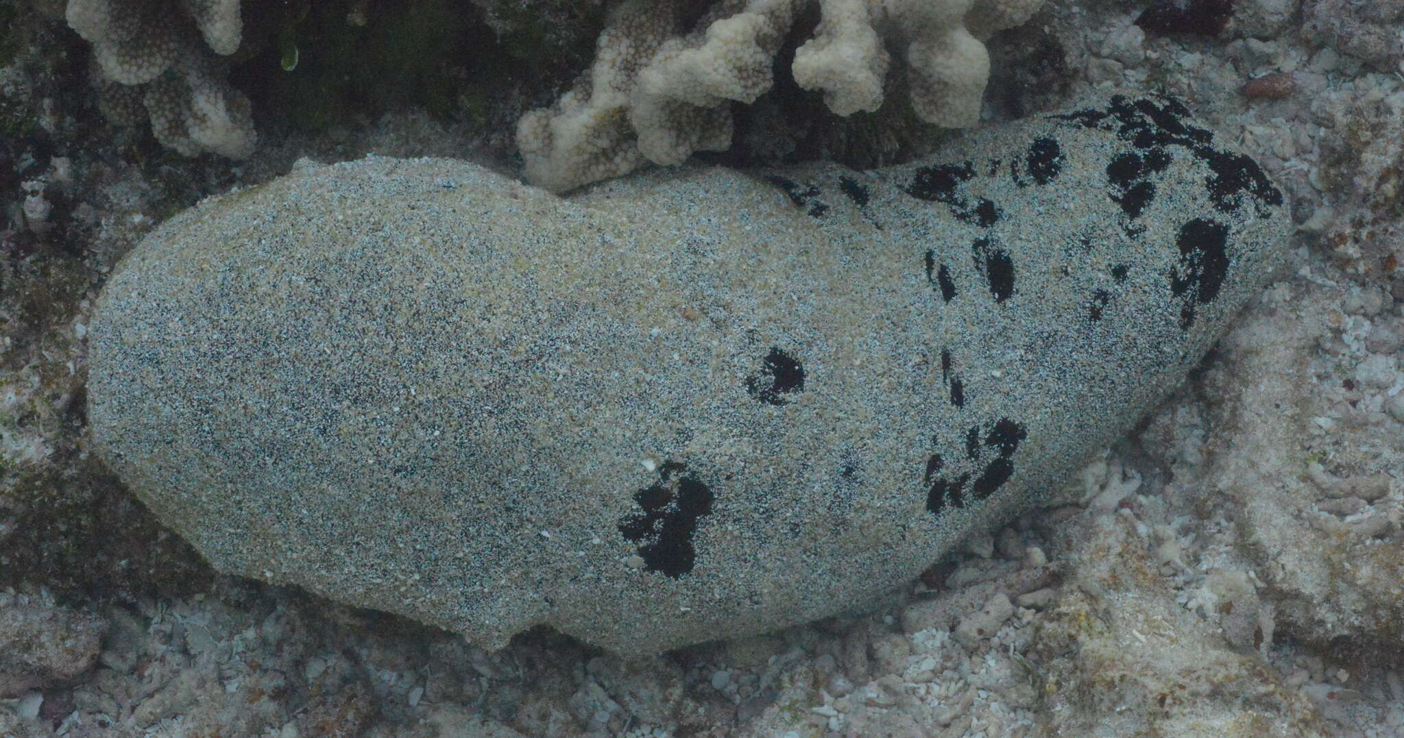 Image of Black Teatfish