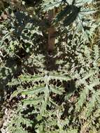 Imagem de Cirsium subcoriaceum (Less.) Sch. Bip. ex Seem.