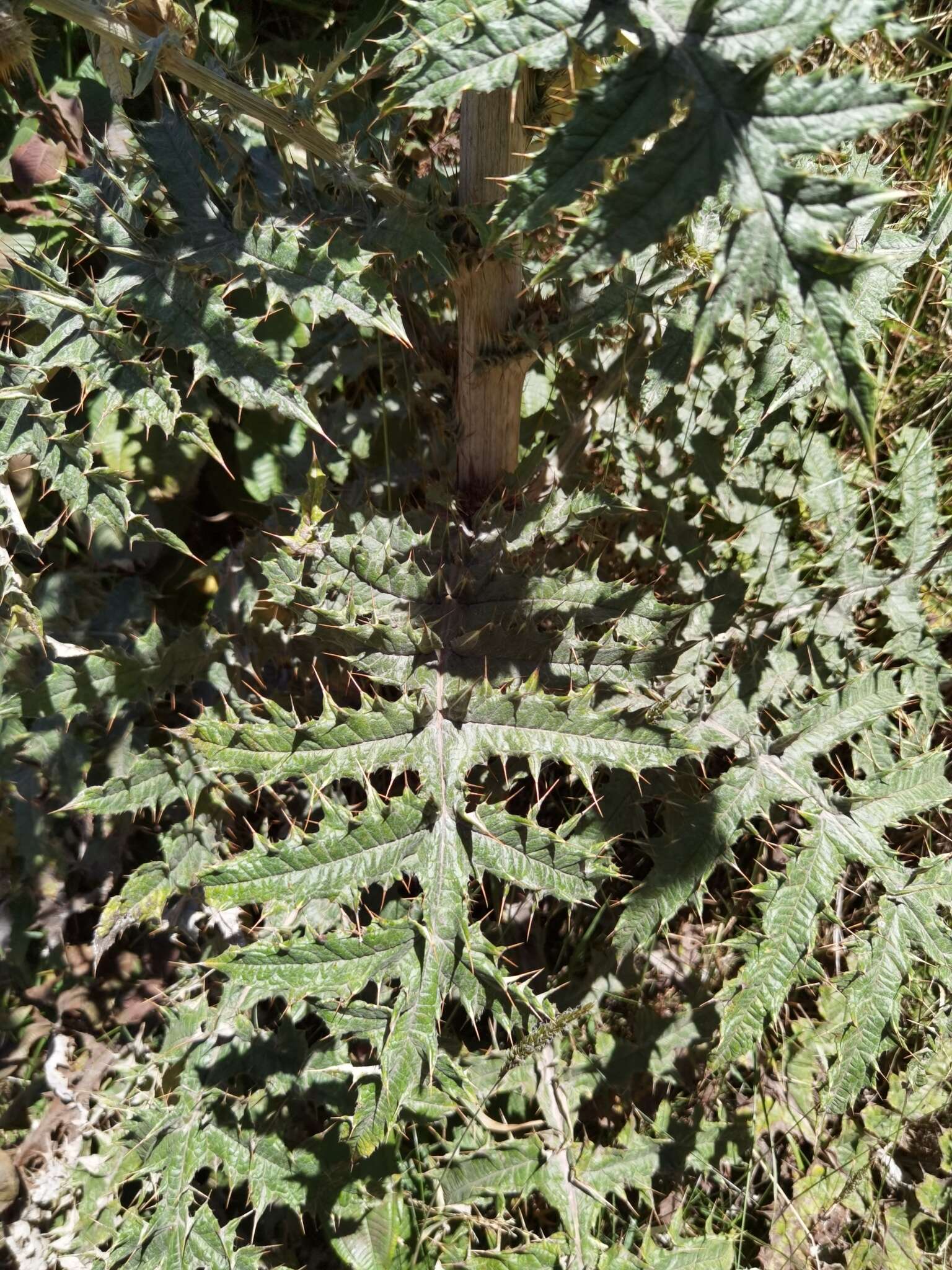 Imagem de Cirsium subcoriaceum (Less.) Sch. Bip. ex Seem.