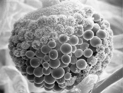 Image of <i>Actinomucor elegans</i> (Eidam) C. R. Benj. & Hesselt. 1957