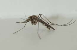 Image of Western Encephalitis Mosquito