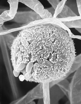 Image of <i>Parasitella parasitica</i> (Bainier) Syd. 1903