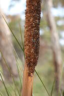 Image of Xanthorrhoea semiplana F. Muell.