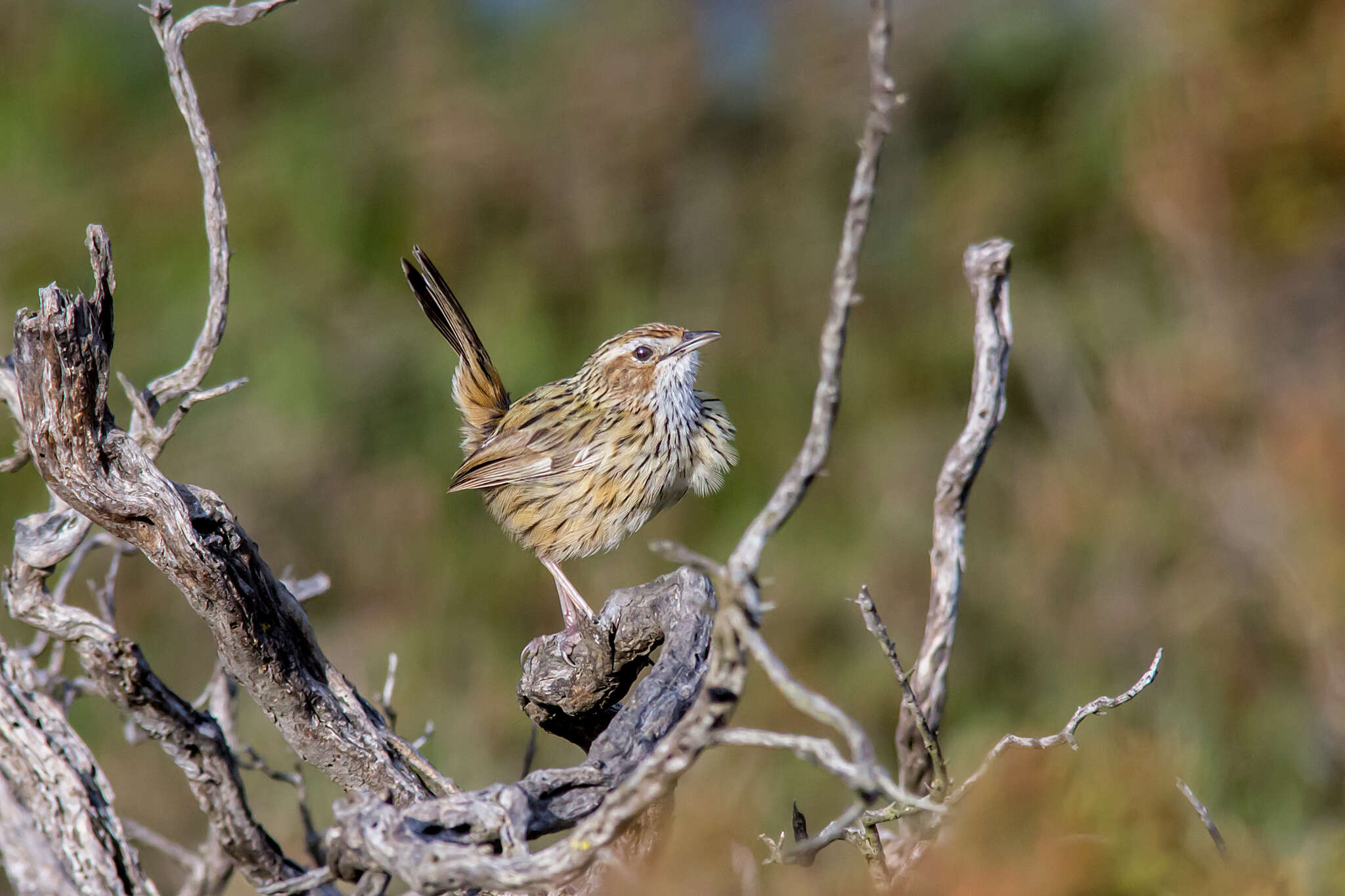 Image of Striated Calamanthus