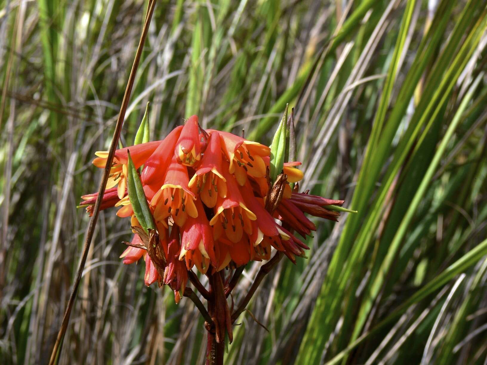 Image of Tasmanian Christmas Bell