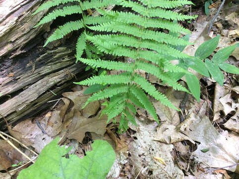 Image of Amauropelta noveboracensis (L.) S. E. Fawc. & A. R. Sm.