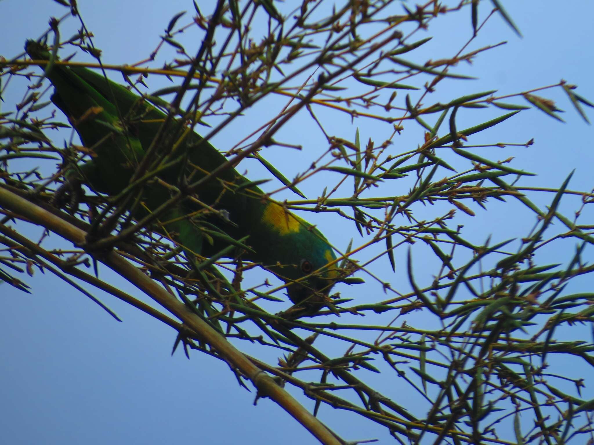 Image of Amazona auropalliata parvipes Monroe, Howell & TR 1966