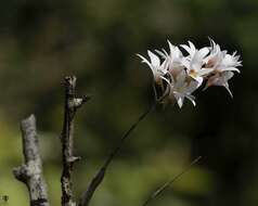 Image of Dendrobium barbatulum Lindl.